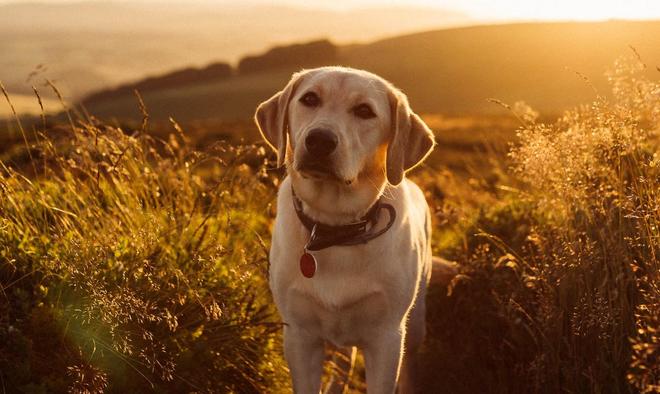 热点剖析:春风化雨润绿草，犬守家园夜不息猜一生肖