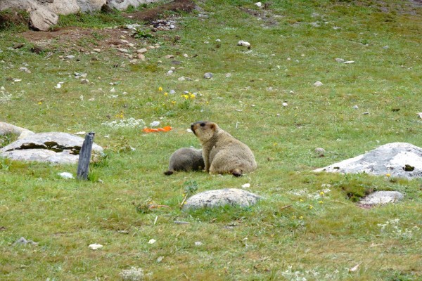 独家解读:文思如泉猜本期动物