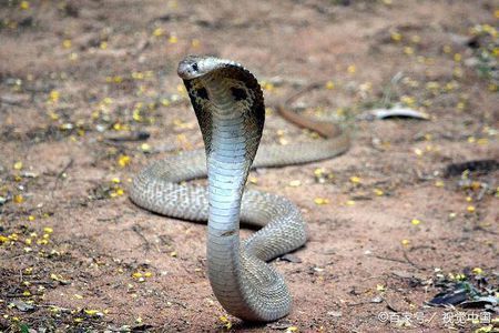 深度剖析:今期虎狗蛇出特，醒心弦里春无极巧解一最佳最佳生肖