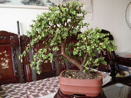 条理讲解:金枝玉叶最娇贵，水满金山钱满仓代表什么动物