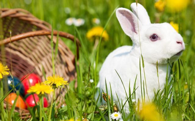 独家观察:兔子飛奔報喜來，鼠應天機上下開猜一准确动物