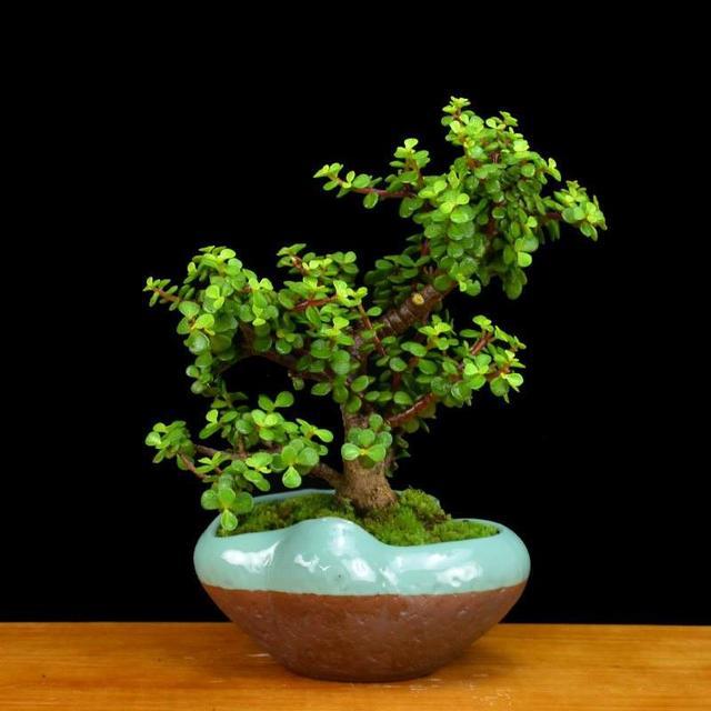 权威解读:金枝玉叶最娇贵，水满金山钱满仓代表什么生肖