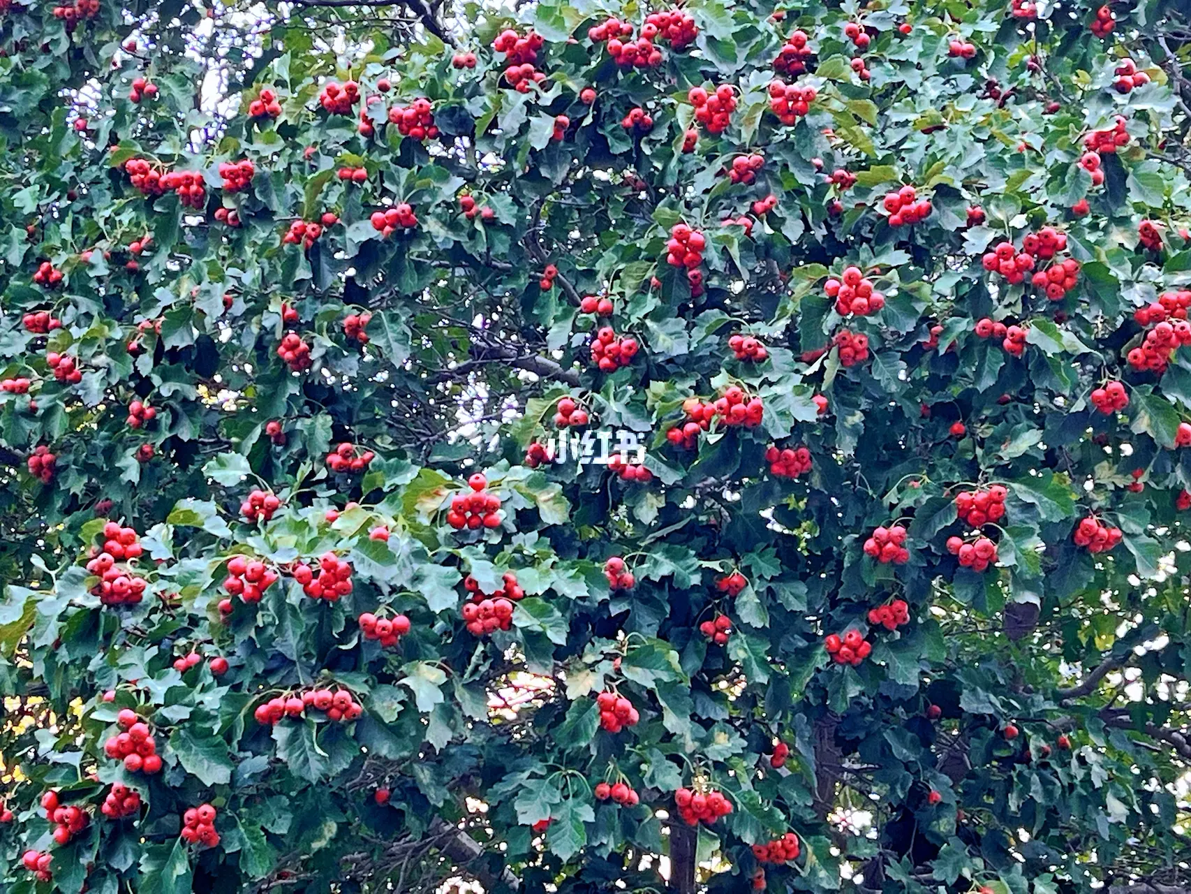 实战解析（绿树红果丰满收，桂花香来是佳人）猜指打个最佳精准代表哪一个生肖