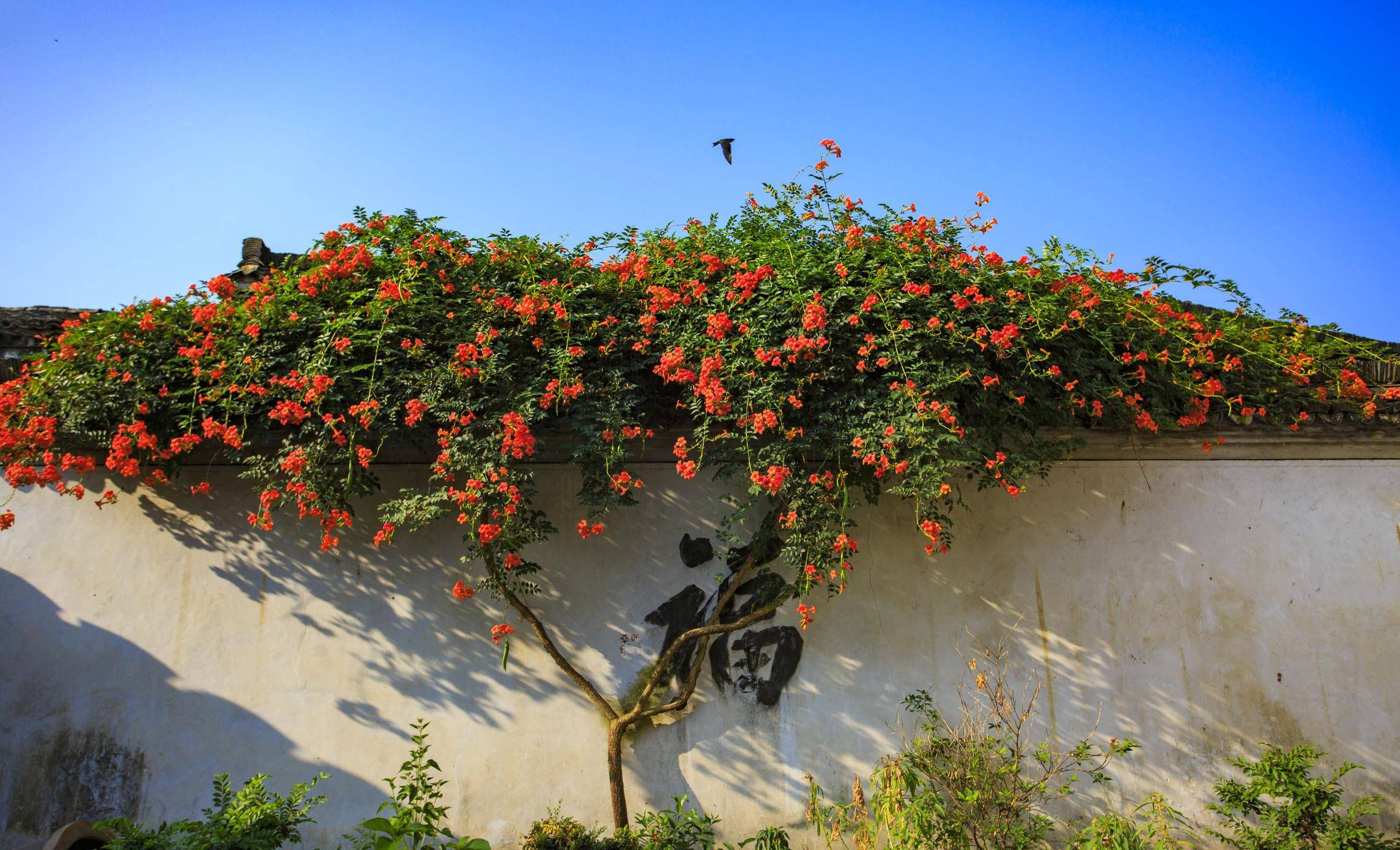 权威解读:红波有望出旺码，子午相冲六合出.猜一准确动物