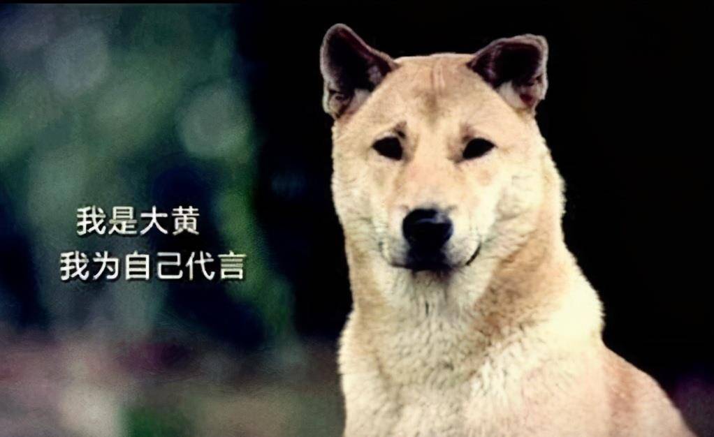 热点剖析:主大僕大鷄狗升，莫怪四人隨富貴。代表什么动物