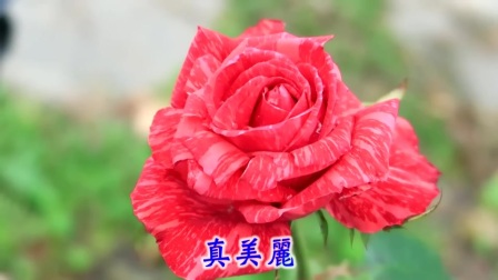 圈内解读:五颜六色景如画，十八姑娘一朵花对应那种动物