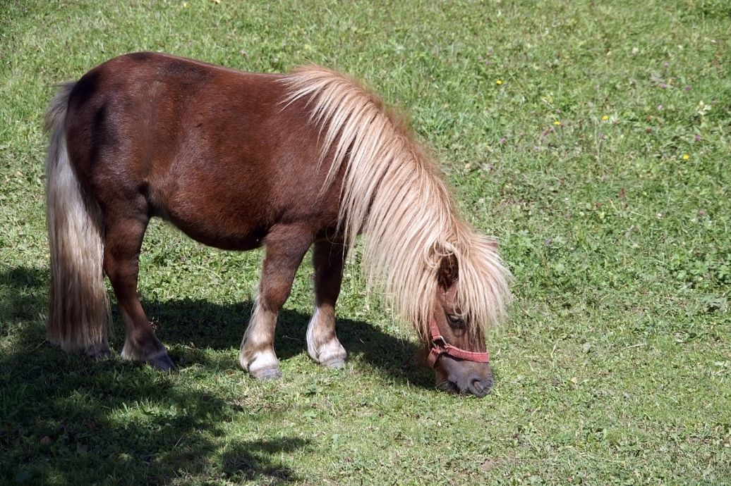 观点输出（土木之数看好它，斗胜争飞出手高）比喻什么动物