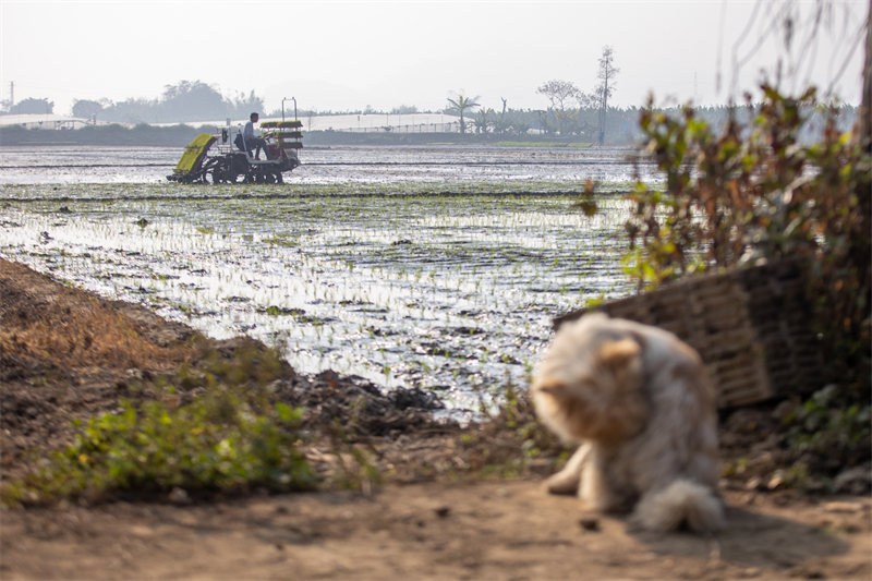 独家观察:一年四季春为首，勤劳人家忙地头比喻什么动物