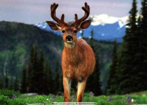 深度剖析:双波行运在其中，来去自如声飞扬。指啥动物