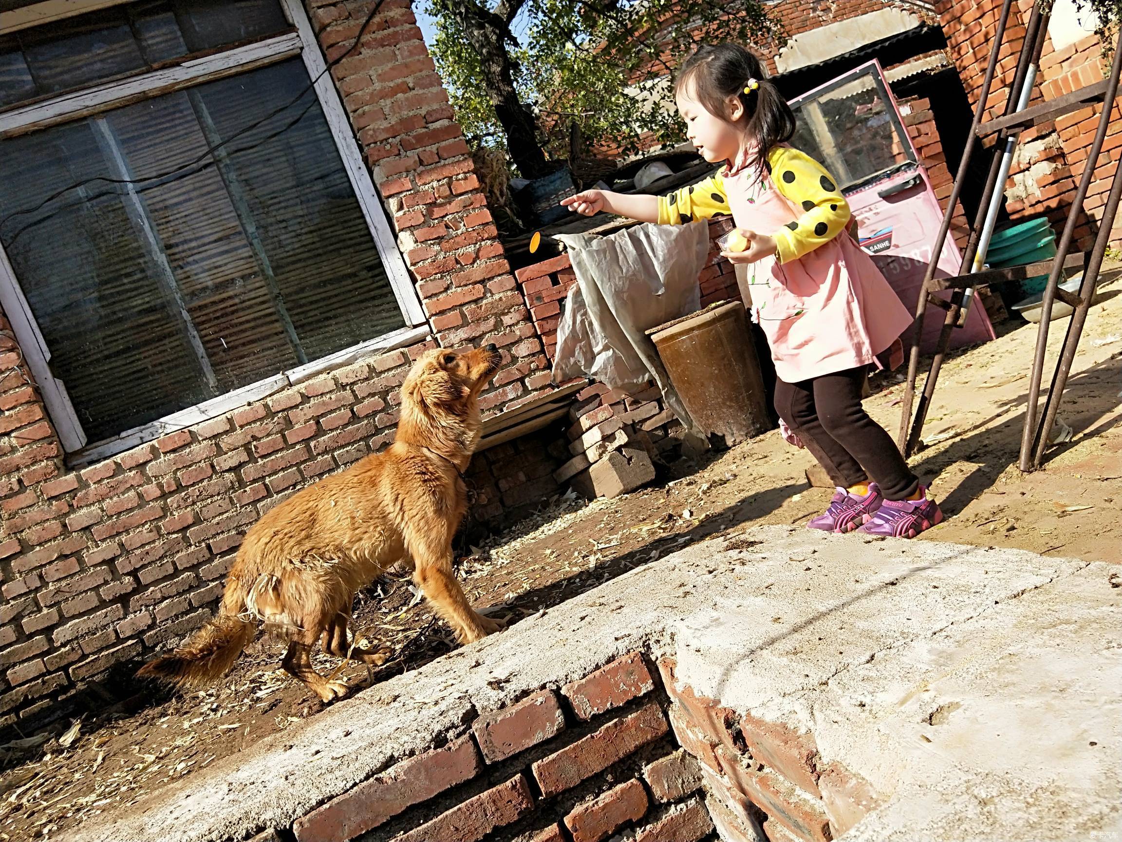 权威解读:家家户户指什么动物