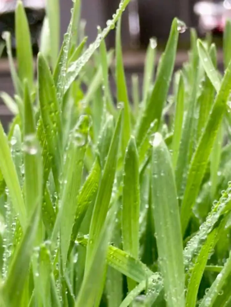 专家解析:春风化雨润绿草，犬守家园夜不息打一准确动物