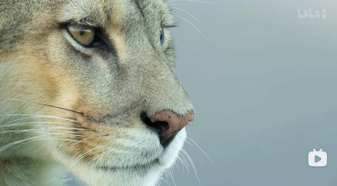 首发资讯:牵牛南渡象昭回，欲钱孤独的动物代表什么动物