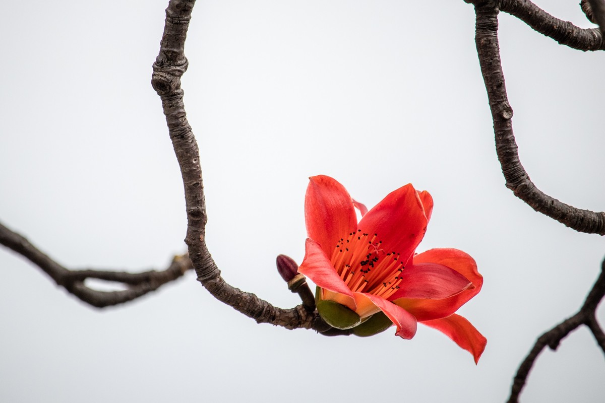 专家解析（欲钱买花枝招展的动物）本期数字