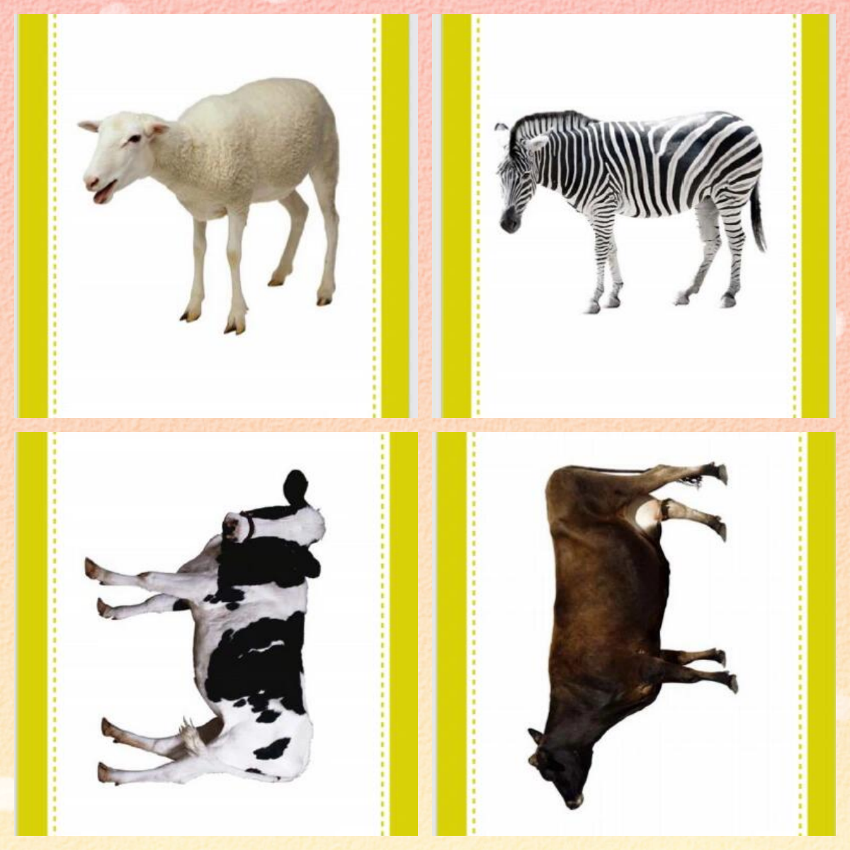 行家点评（一山也可）打一准确动物