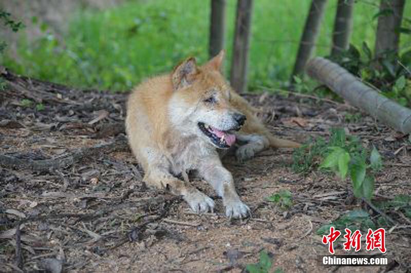 行家点评:春风化雨润绿草，犬守家园夜不息打一动物