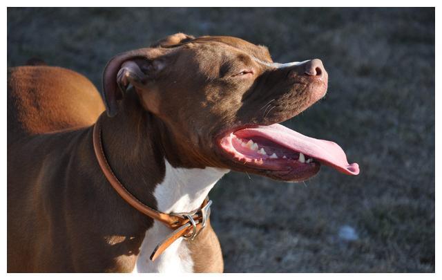 专家解析:望而生畏不敢进打一动物