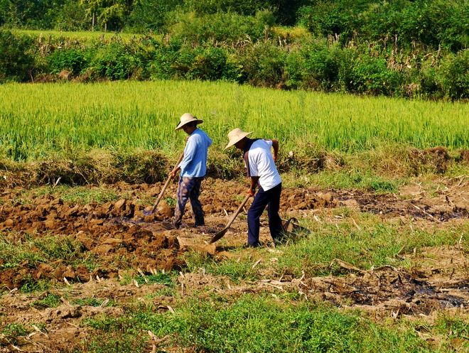 深度剖析:一年四季春为首，勤劳人家忙地头代表什么动物