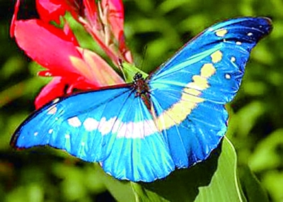 资深分析:灿烂夺目比喻什么动物