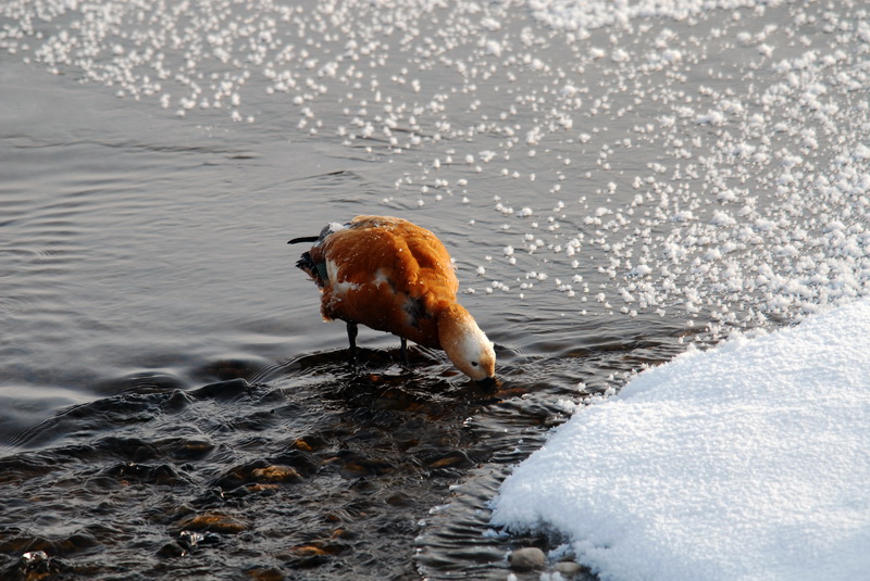 首发资讯:滴水成冰指什么生肖