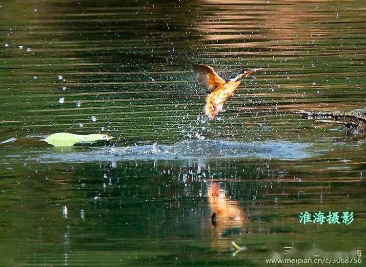特讯:三径清风似水流打一最佳动物