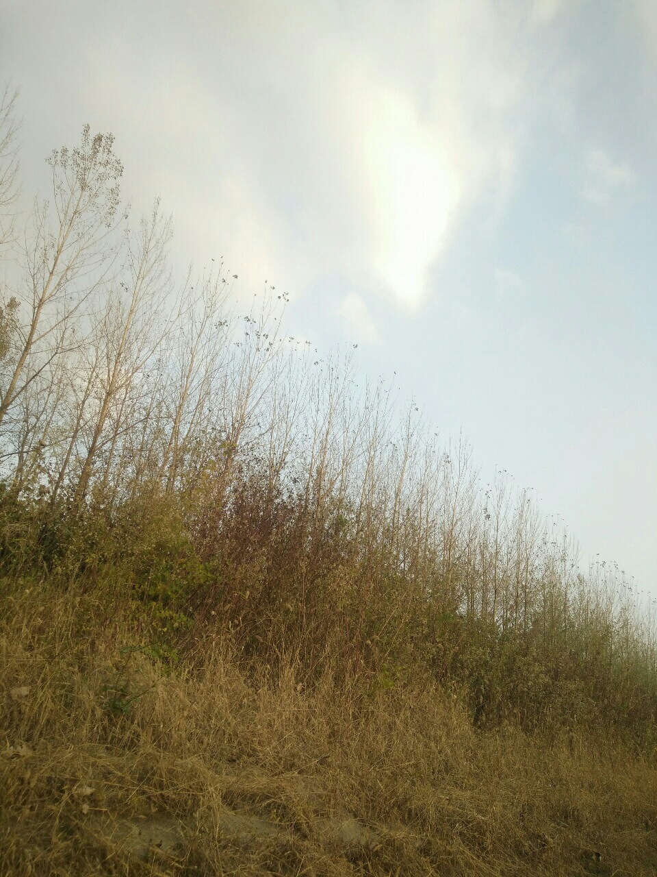 专家解析（独有干秋）打一准确数字