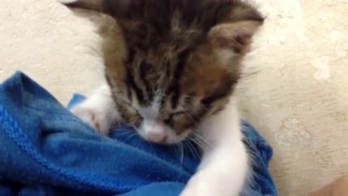 独家观察:望而生畏不敢进正确答案动物