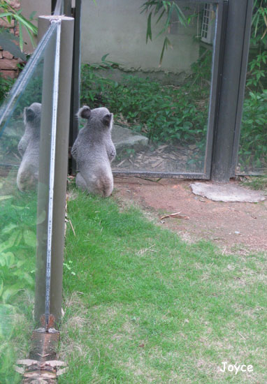 条理讲解:四海为家本期动物