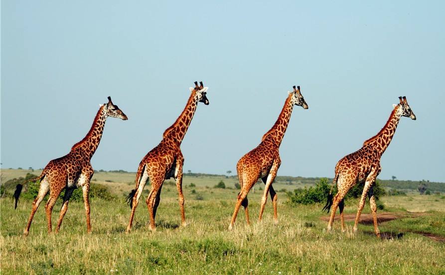 首发资讯:高处下望对应那种动物