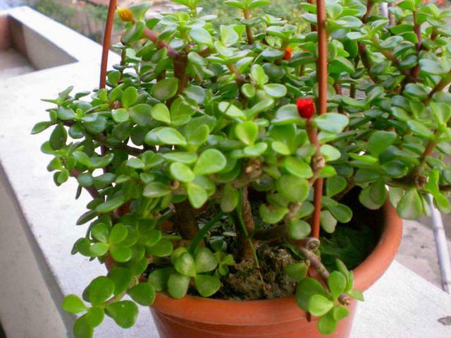 权威解读:金枝玉叶最娇贵，水满金山钱满仓代表什么生肖