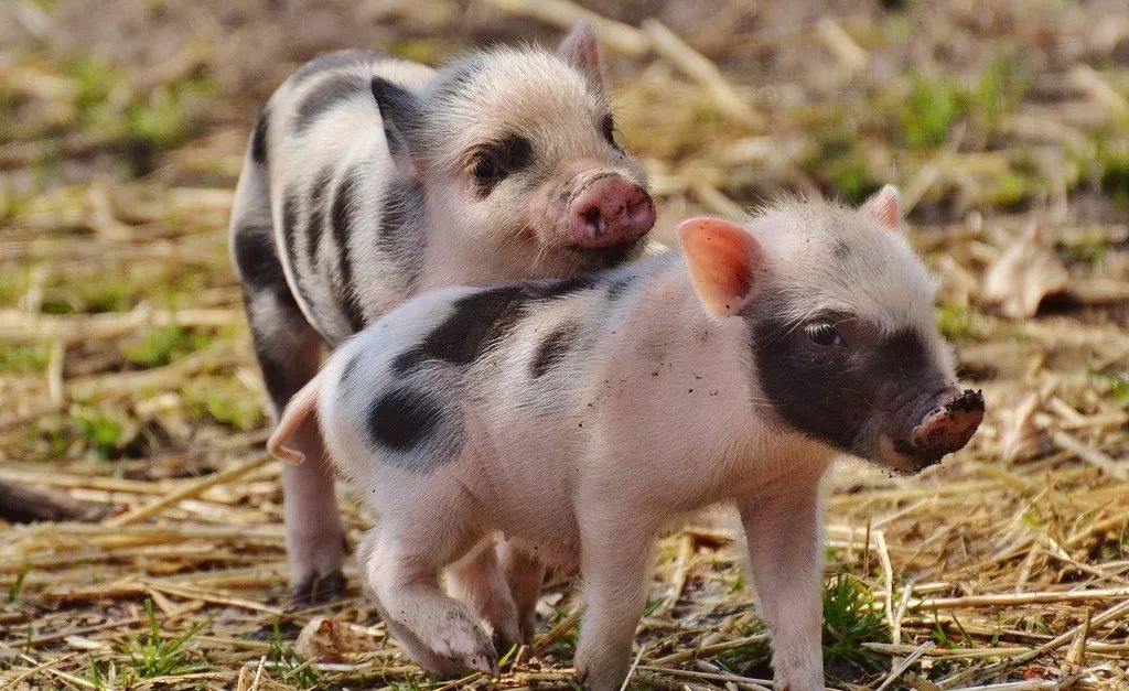 深度剖析:但是羊虎加鸡猴，猪马万财鼠又来代表什么动物