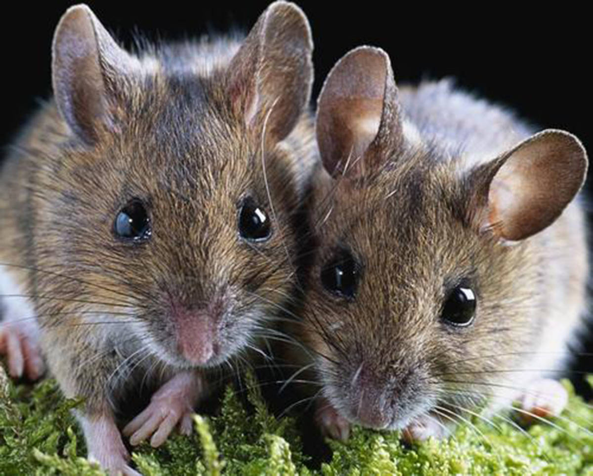 深度剖析:兔子飛奔報喜來，鼠應天機上下開代表什么动物