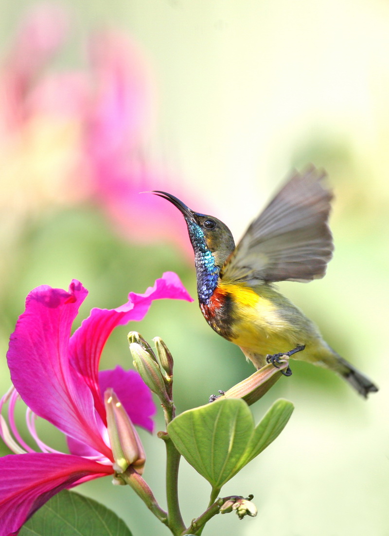 内幕披露（欲钱买花枝招展的动物）猜生肖