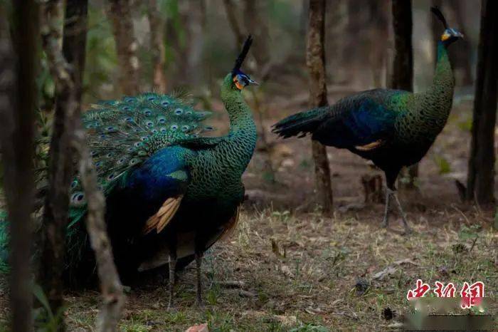 资深分析:灿烂夺目比喻什么动物