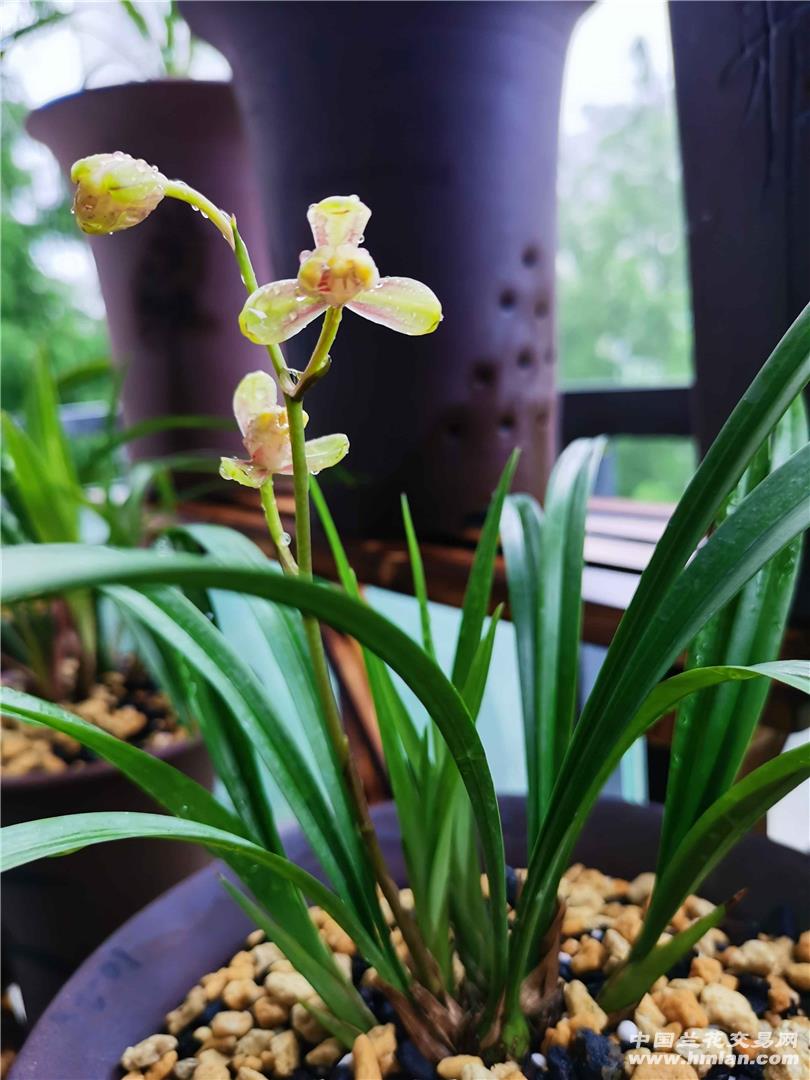 趋势研判:红波有望出旺码，子午相冲六合出.猜一准确生肖