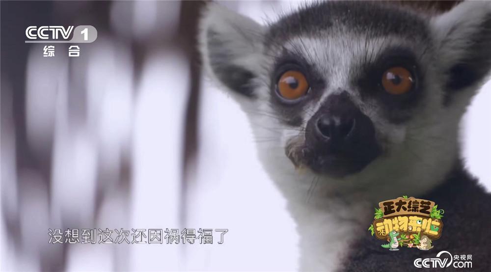 观点输出:买八一定能发财，一码吼三五有奖。猜本期动物