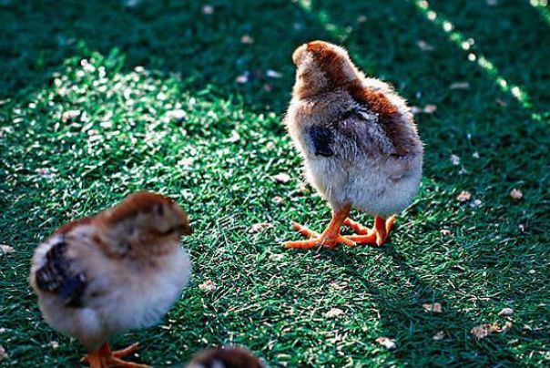 专家解析:鸡飞狗跳是打什么最佳精准生肖