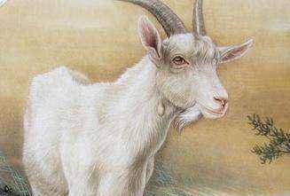 独家观察:洋洋得意对应那种动物