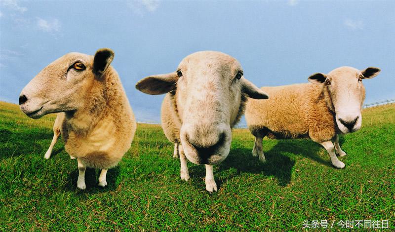 技术阐释:洋洋得意指什么生肖