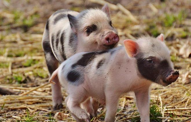 实战解析（今期蛇牛猪出特，头上花枝照酒卮）指打代表一最佳什么生肖