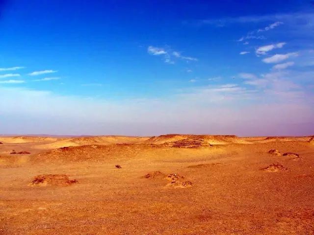 独家稿件（寸草不生）最正确生肖