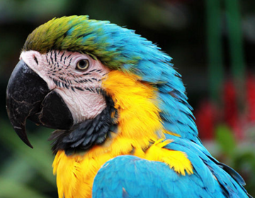 观点输出（小猴戏耍龙天宫，一南十北跑码头）指什么动物