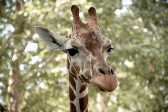 深度剖析（山中里面有阴木，堆金积玉吉言欢）指什么动物