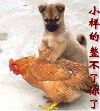 技术阐释:兔子飛奔報喜來，鼠應天機上下開打一准确动物