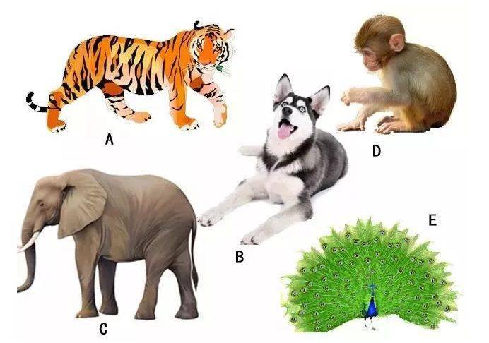 行家点评（一山也可）打一准确动物