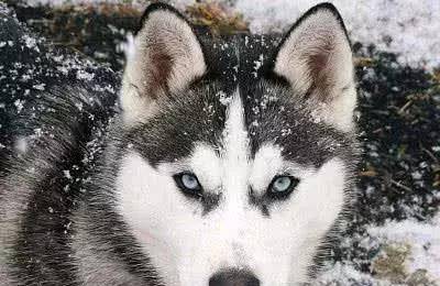 独家观察:望而生畏不敢进正确答案动物