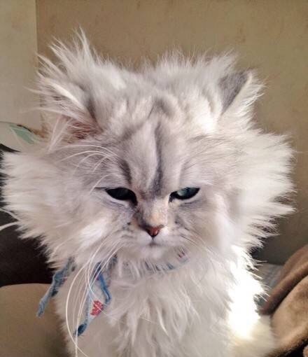 趋势研判:技巧敏捷打一准确动物