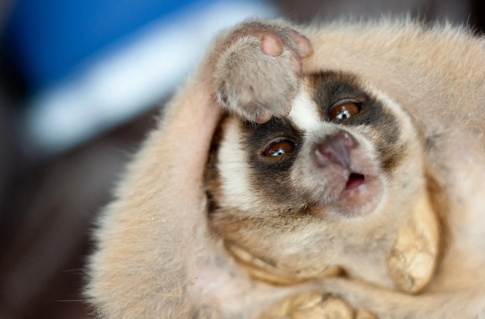 图文解析（山中里面有阴木，堆金积玉吉言欢）指啥动物