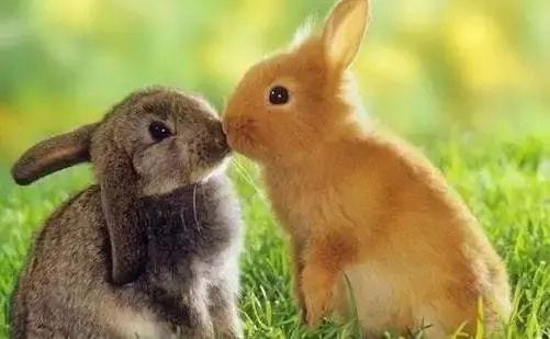 逐项解读:大有径庭代表什么动物