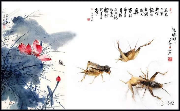 特讯:一二中奖定今期，逢二进三好照应对应那种动物