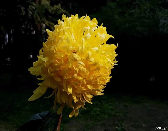 特讯（秋菊傲雪严冬寒）猜动物